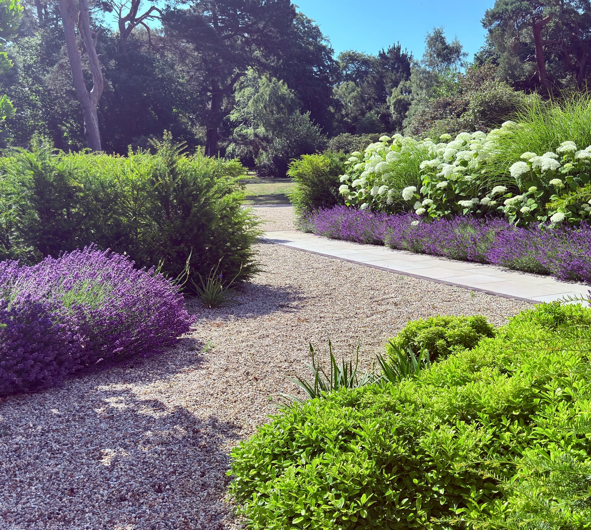 Gravel garden path bordered by lavender, hydrangeas and clipped evergreen planting