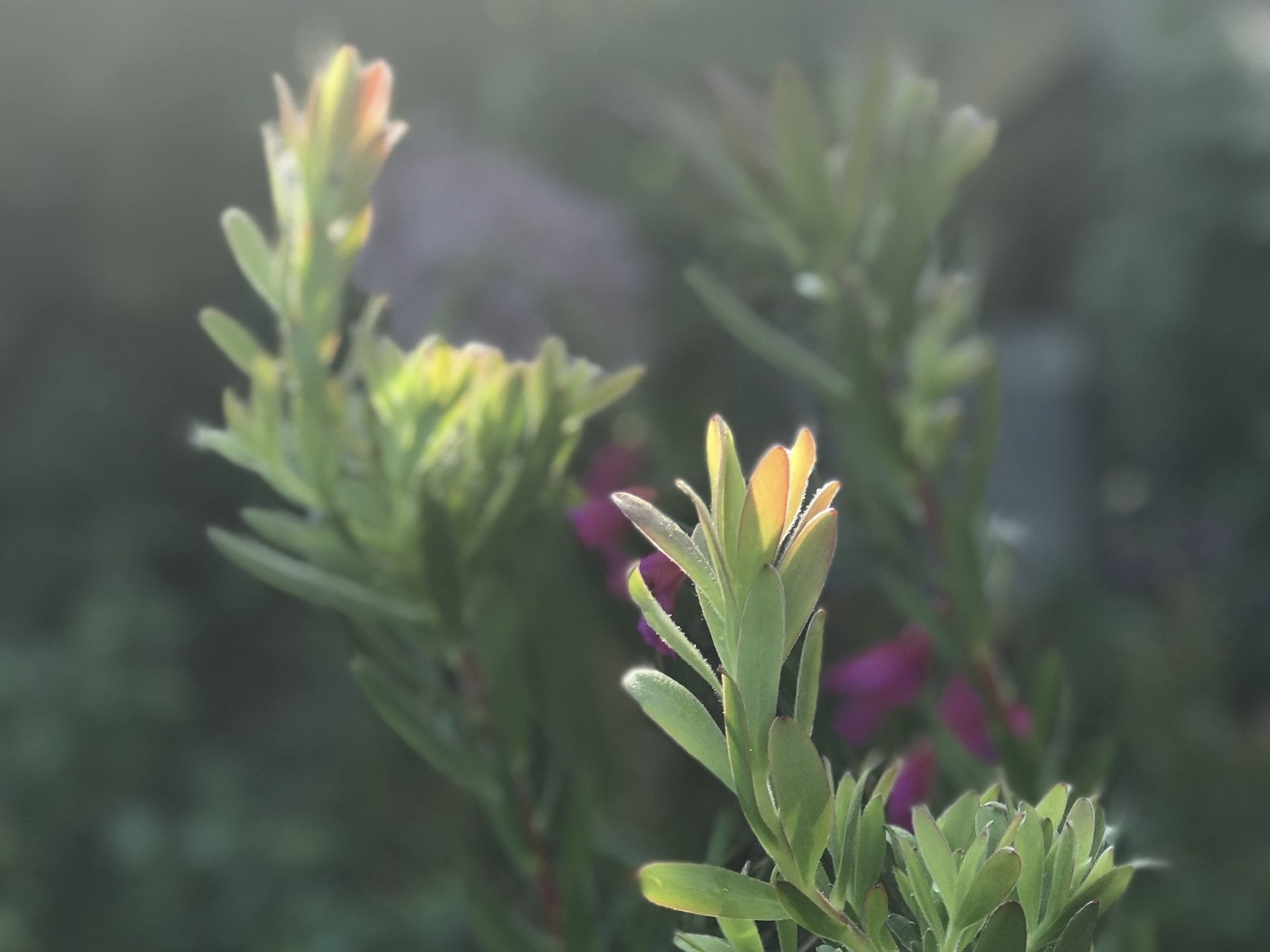 Backlit new growth on shrubby planting at dusk