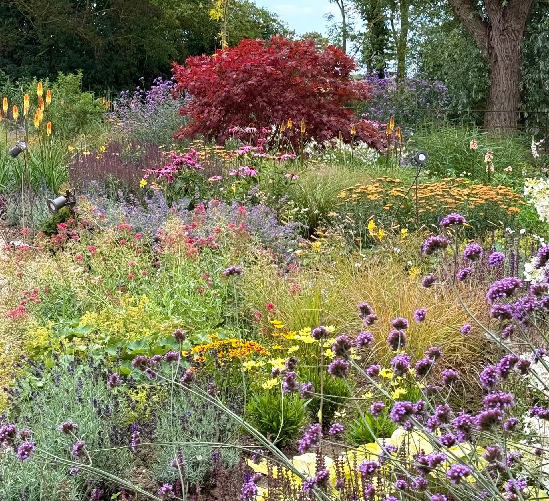 Colourful perennial planting surrounding a mature red-leaved Japanese maple