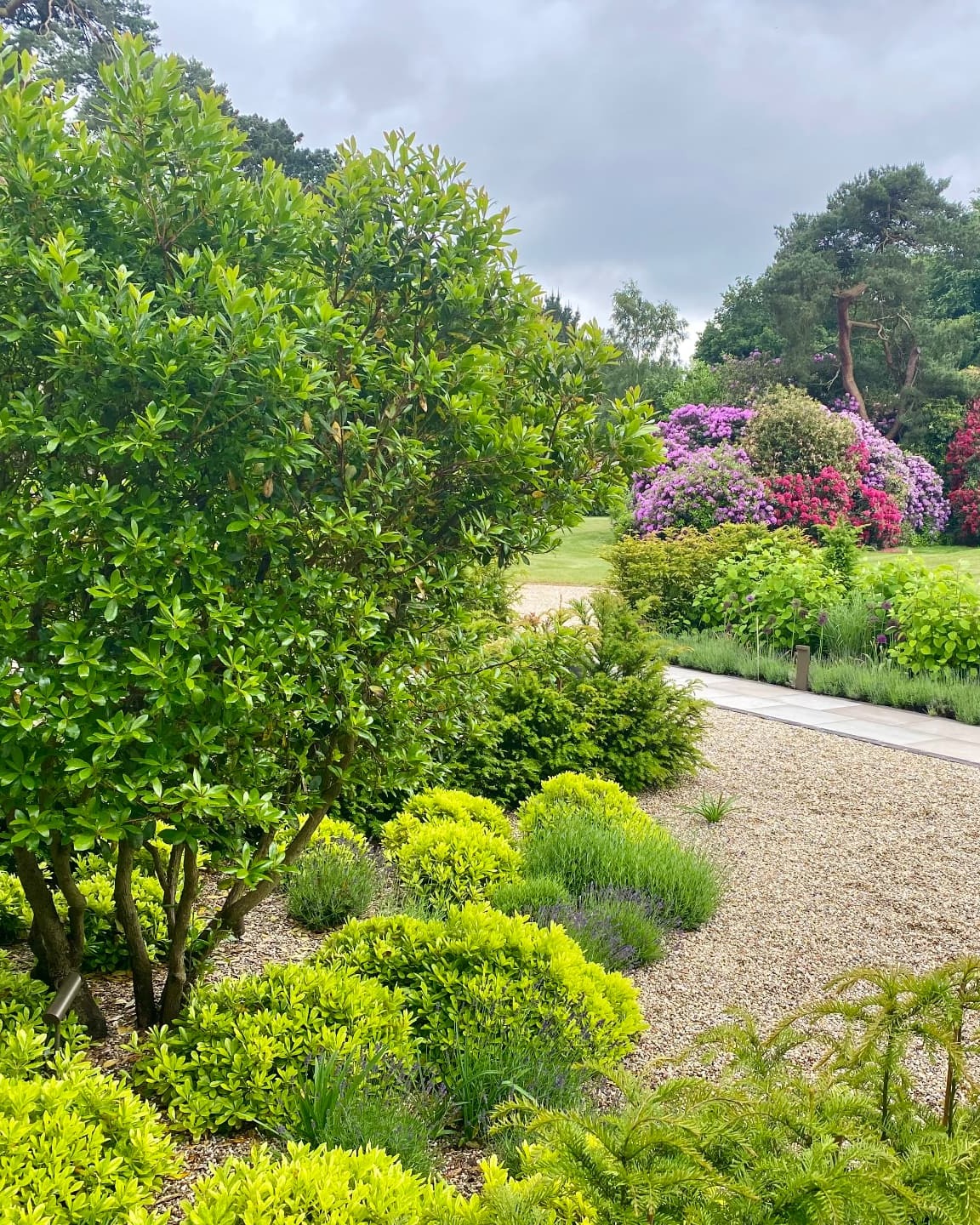 Gravel garden with clipped evergreens, lavender and rhododendrons beyond